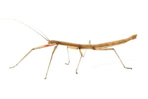 Carausius morosus